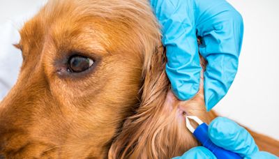 Map reveals 32 states where dog owners warned of common tick-borne disease