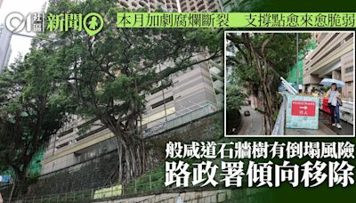 般咸道石牆樹本月加劇腐爛斷裂 支撐點脆弱 路政署傾向移除