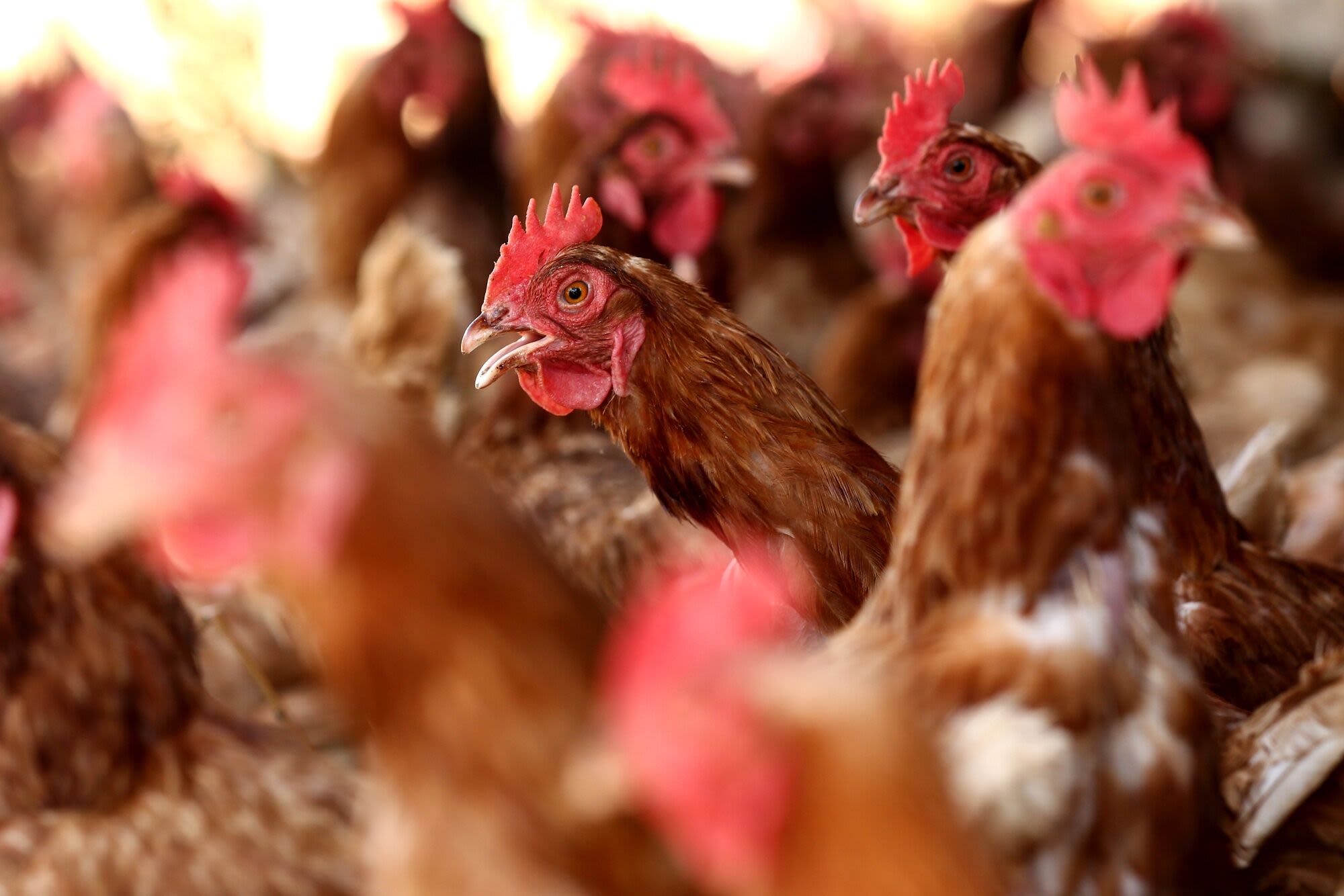 US Has Worst Bird Flu Outbreak in Two Years at Iowa Egg Farm