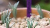 How to propagate lavender – fill your borders for free with this step-by-step guide