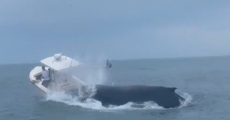 Whale Capsizes Fishing Boat Off New Hampshire Coast