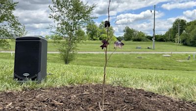 Tree that flew around the moon is now planted at a high school in Shelbyville