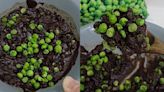 Green Peas With Chocolate, Anyone? Watch This Video At Your Own Risk - News18