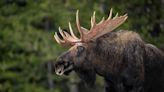 Shooting wrong moose draws fine