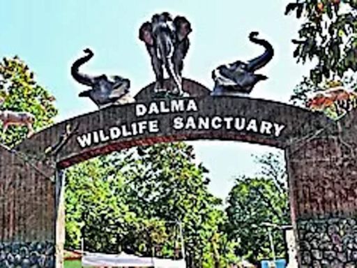 Elephant population in Dalma dwindles: Census | Ranchi News - Times of India