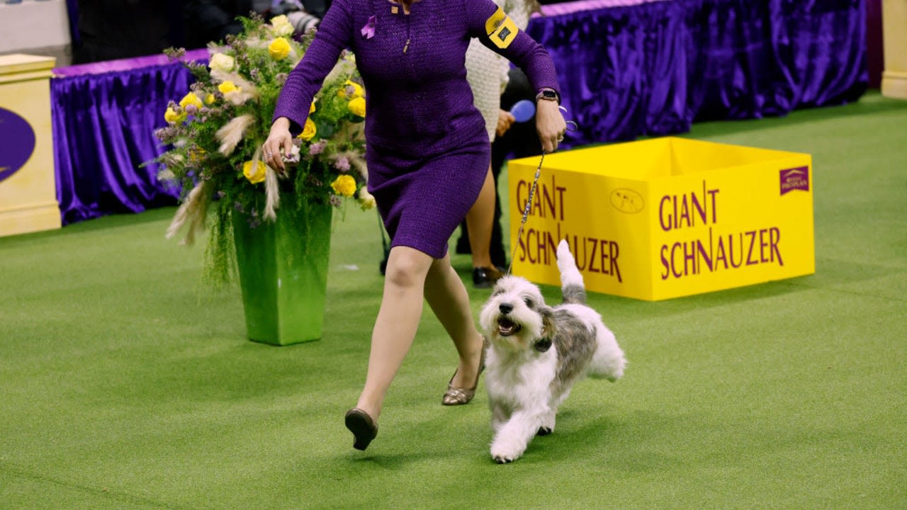 How to Watch the 2024 Westminster Dog Show Online Today