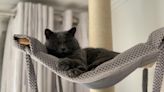 ¿Cuál es la mejor cama para los gatos?