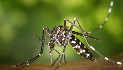 Brasil chega a 3.000 mortes por dengue em 2024