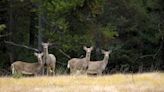 East Lansing deer kill on hold while city seeks input from residents