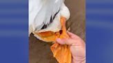 Oklahoma state trooper rescues pelican with fishing hook through its foot