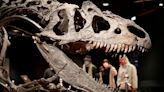 Bone bite marks reveal dinosaur predator-prey dynamics