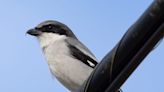 Nature: Predatory loggerhead shrikes no longer common in the Buckeye State