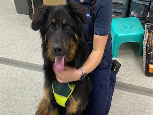 'Big softie' German Shepherd put up for adoption at just 11 months old