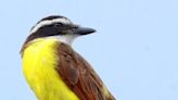 Speaking of Nature: Capturing my Bermuda nemesis: The Great Kiskadee nearly evaded me, until I followed its song