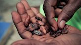 El cacao supera los 10.000 dólares por tonelada y empaña las perspectivas del sector chocolatero