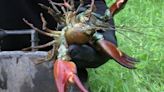 Eating invasive crayfish could prevent river damage