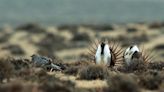 Federal agency presents potential plans to support greater sage-grouse | OUT WEST ROUNDUP