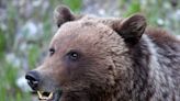 Opinion: Alberta’s grizzly bear management should be science-based