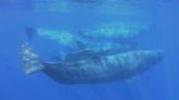 Scientists document remarkable sperm whale 'phonetic alphabet'