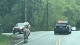 Washington State Patrol seek Zebras loose on I-90