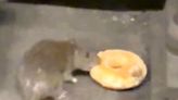 Pizza Rat Who? New York City Rats Go Viral Over Their Shared Love For A Sweet Treat