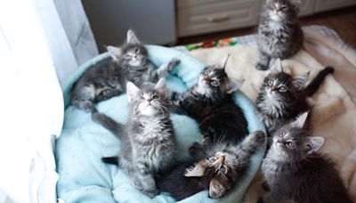 Maine Coon Kittens 'Take Over' Woman's House and It's the Cutest Chaos