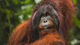 Precious Orangutan Loves Looking at Her Reflection and It's Too Cute