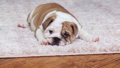 English Bulldog Family Chronicles Puppy Growing Up in Adorable and Emotional Timelapse Video