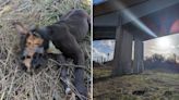 XL Bully dog 'thrown to death' from bridge