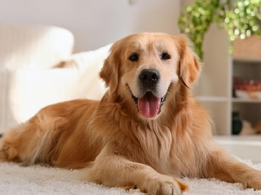 Golden Retriever Joyfully Welcomes New Puppy Brother As If She’s Waited a Lifetime