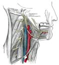 Hypoglossal nerve