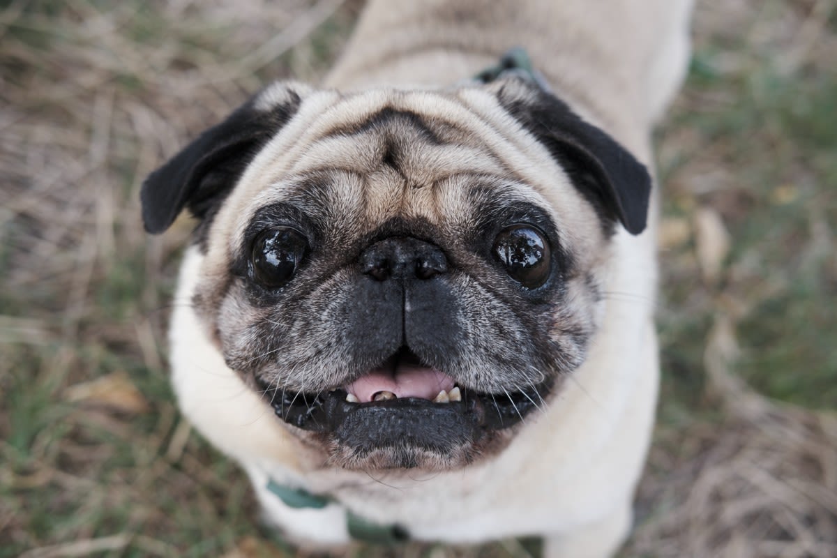 Dog Expert Explains Exactly Why Pups Stare at Their Humans