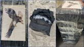 71 pounds of cocaine worth $1 million washes ashore at Florida beach