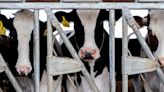 Alerta en granjas lecheras de Estados Unidos: el impacto de la gripe aviar en el sector lácteo