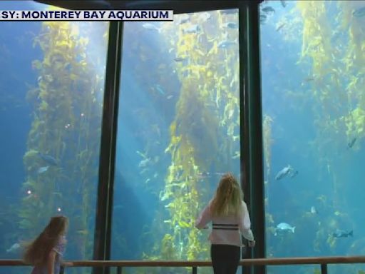 Monterey Bay Aquarium is giving free tickets to certain guests