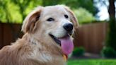 4 Reasons Your Dog’s Tongue Sticks Out