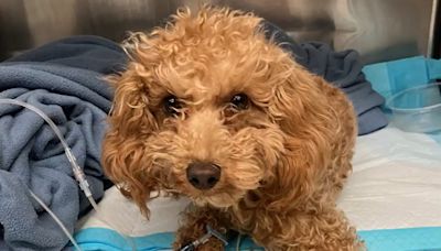 Rocket, mini poodle viciously abused by owner in Manhattan park, is on the mend