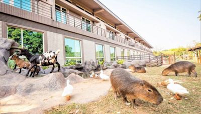 毛小孩家庭注意！和平島地質公舉辦「動物派對」，快來與寵物一同體驗SUP！