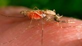 Are the US malaria cases in Florida and Texas a cause for concern? Our medical analyst weighs in