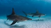 Every year, dozens of female hammerhead sharks mysteriously convene in French Polynesia under the full moon