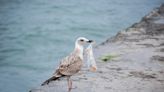 Researchers raise concerns over impact of 'plastic soup' forming in seabirds' stomachs: 'Too large to pass and won't break down easily'