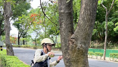 澄清湖風景區檢測樹木 風險管理再升級！