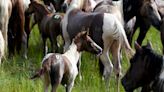 Can't get enough of beloved Chincoteague ponies? Here's when to see them at April roundup