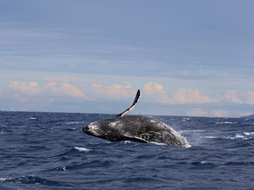 Mediterranean Sea Horror: Killer whales sink $128,000 yacht in 2-hour coordinated attack