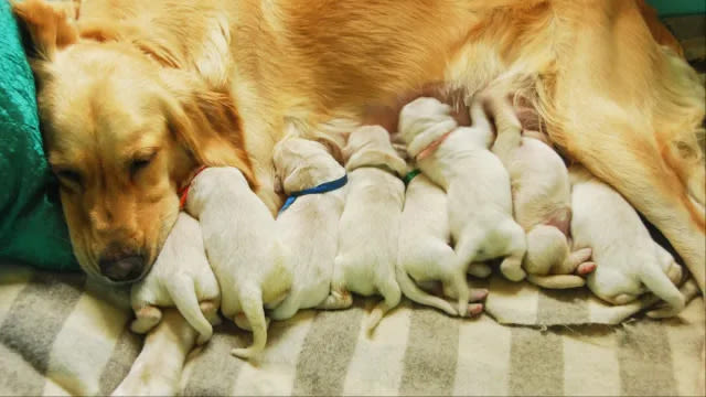Unique Green Golden Retriever Puppy Born in Florida
