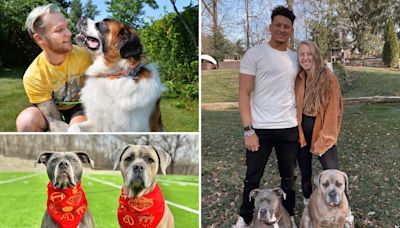 Dog trainer to the stars Tom Davis reveals the scouting report on Patrick and Brittany Mahomes pooches Silver and Steel