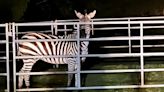 Elusive zebra recovered in North Bend after 6 days on the run