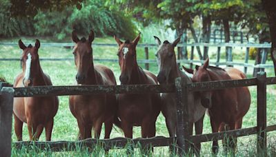 Voici les races de chevaux les plus rares au monde