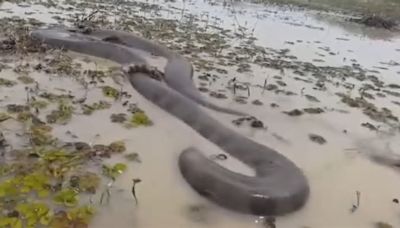 Una tremenda anaconda apareció en Perú y causó pánico entre los lugareños
