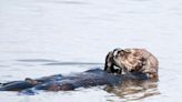 Sea otters turn to rocks and trash in fight for survival